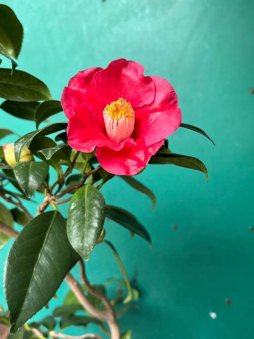 云南茶花品种图片大全，收录了多少珍稀品种？-图2