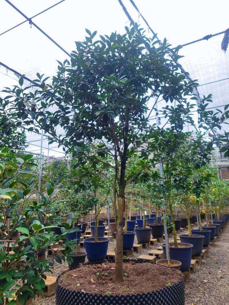 云南茶花品种图片大全，收录了多少珍稀品种？-图1