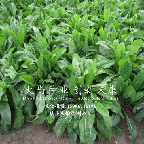 牧草品种怎么选？哪个最适合种？-图1