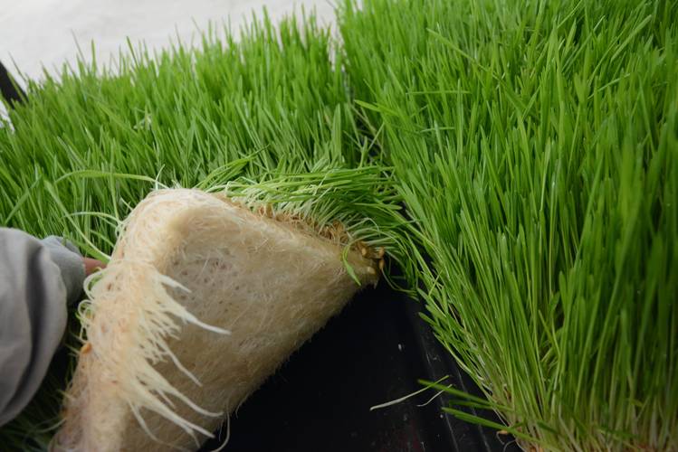 牧草品种怎么选？哪个最适合种？-图2