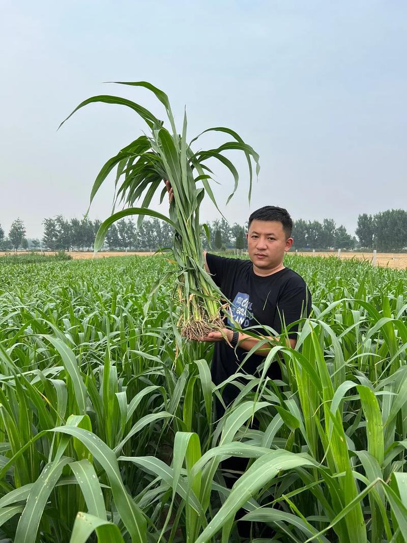 牧草品种怎么选？哪个最适合种？-图3