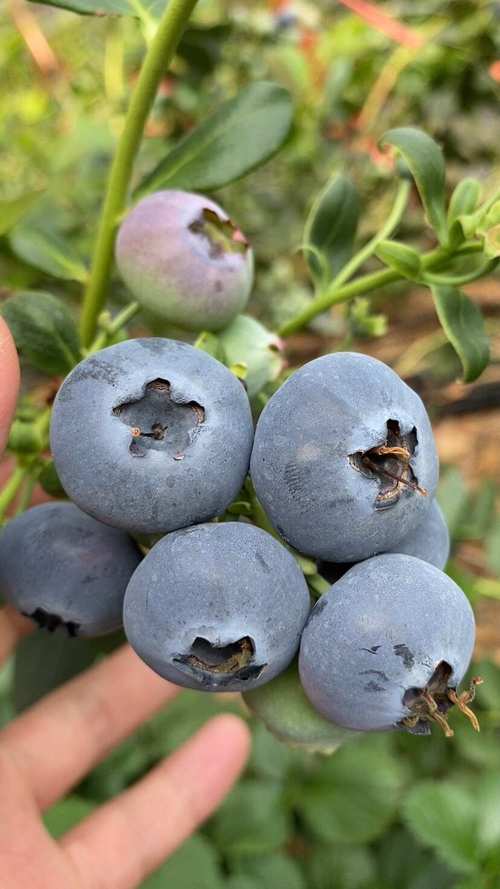 北方哪种蓝莓品种更好吃？-图2