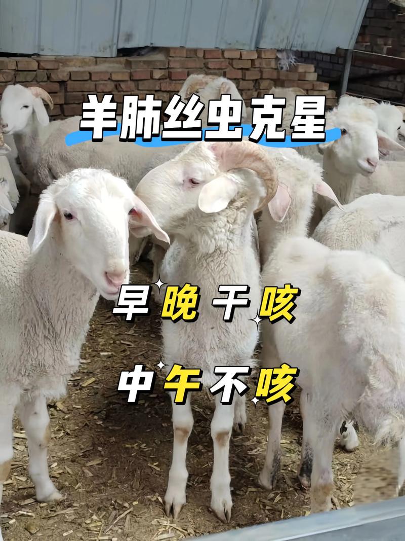 养羊疾病技术交流平台，如何高效解决养殖难题？-图3