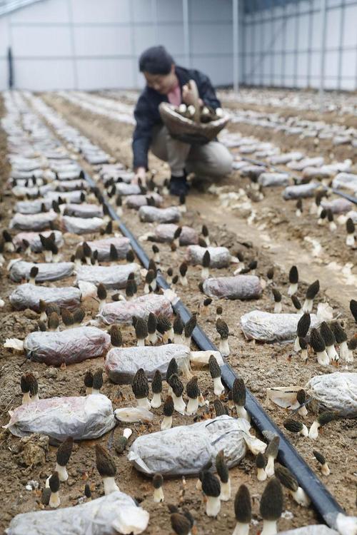 羊肚菌人工种植新技术如何突破？-图1