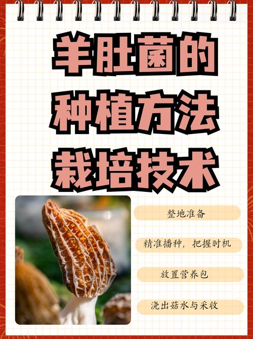 羊肚菌人工种植新技术如何突破？-图2