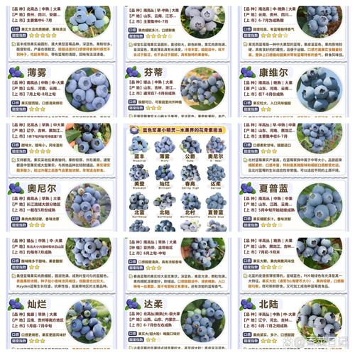 南方适合种哪些蓝莓品种？-图1