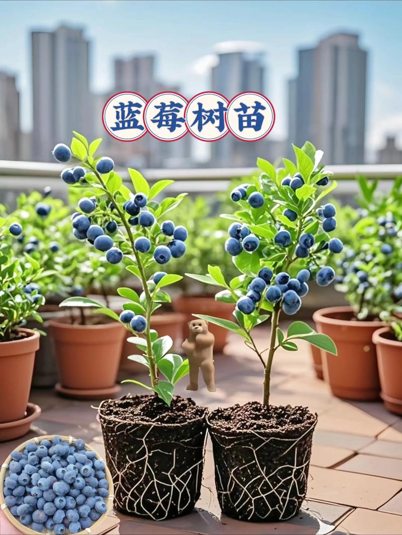 南方适合种哪些蓝莓品种？-图3