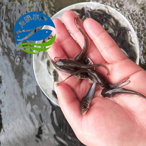 叉尾鮰鱼养殖技术有哪些要点？-图3