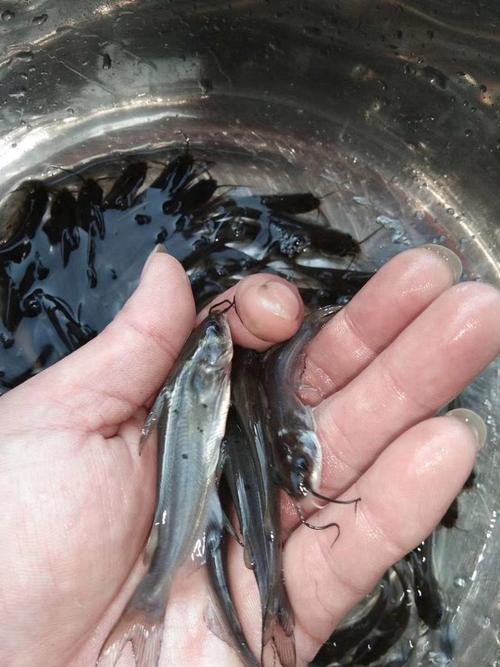 叉尾鮰鱼养殖技术有哪些要点？-图2