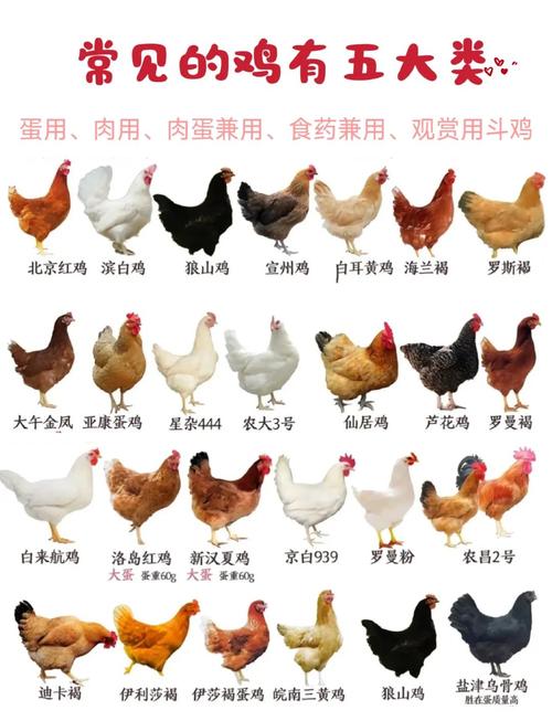 产蛋率最高的土鸡品种-图1