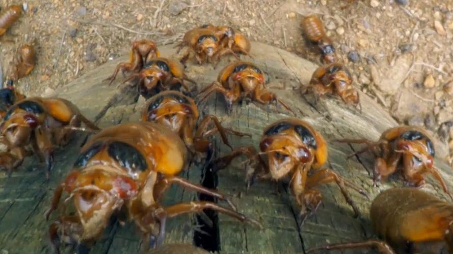 2025野生金蝉价格会涨还是跌？-图2