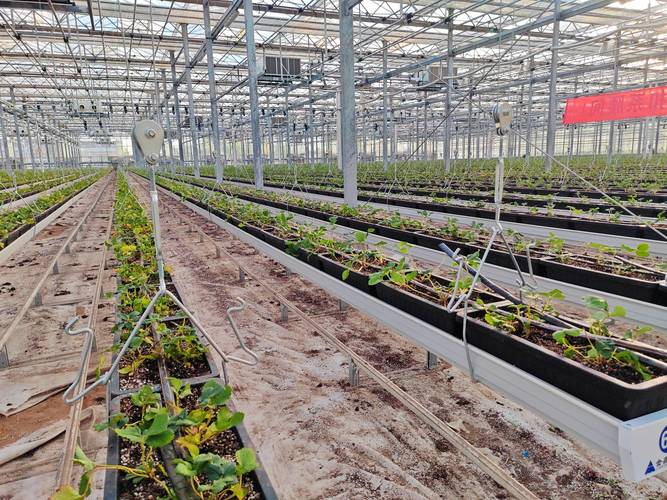 有机无土栽培视频，怎么学？-图1