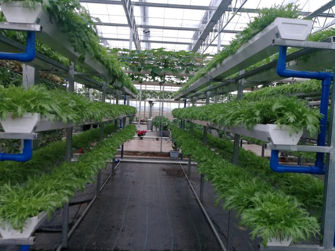 有机无土栽培视频，怎么学？-图2