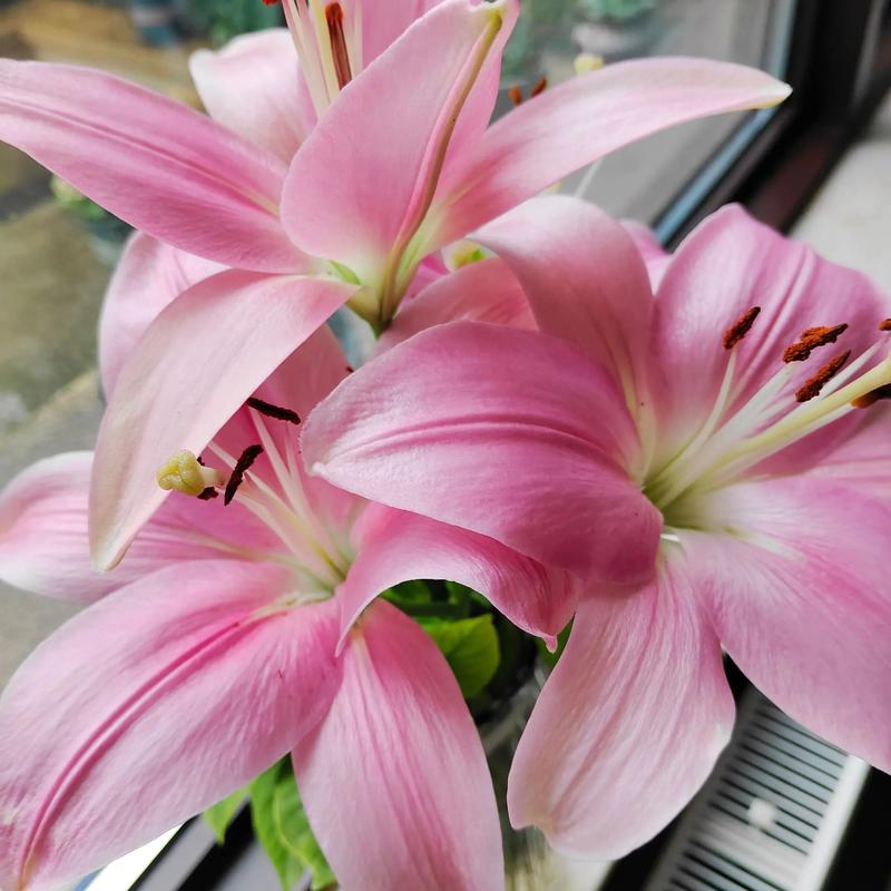 粉色百合有哪些常见品种？-图1