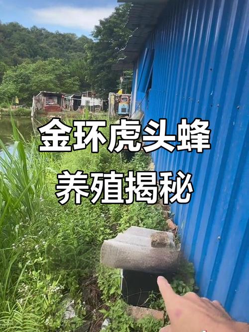 大虎头蜂养殖技术视频怎么学？-图1