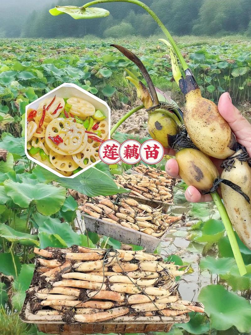 致富经浅水藕种植技术-图1