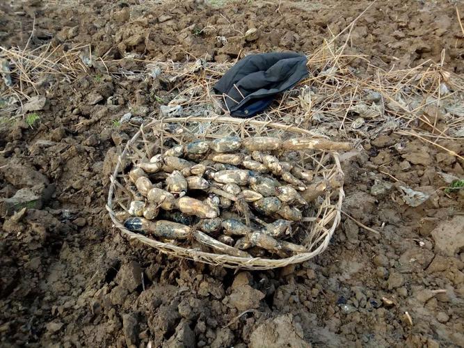 致富经浅水藕种植技术-图3