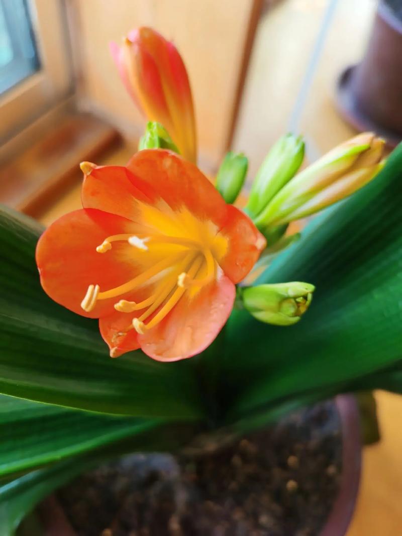 君子兰红花是什么品种-图1