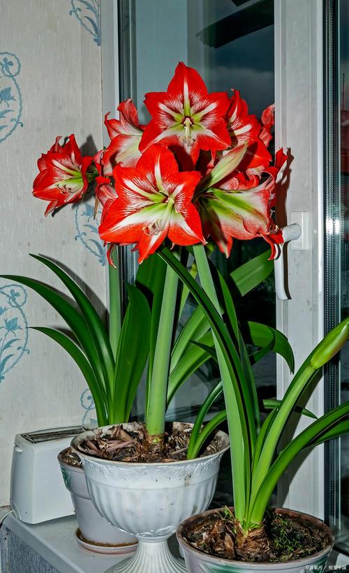 君子兰品种有哪些？图片怎么识别？-图1