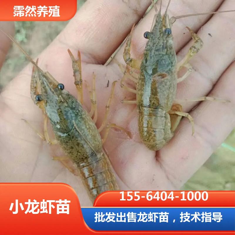 小龙虾养殖技术哪里学？-图3