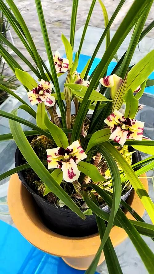 中国最珍贵兰花品种是哪一种？-图2