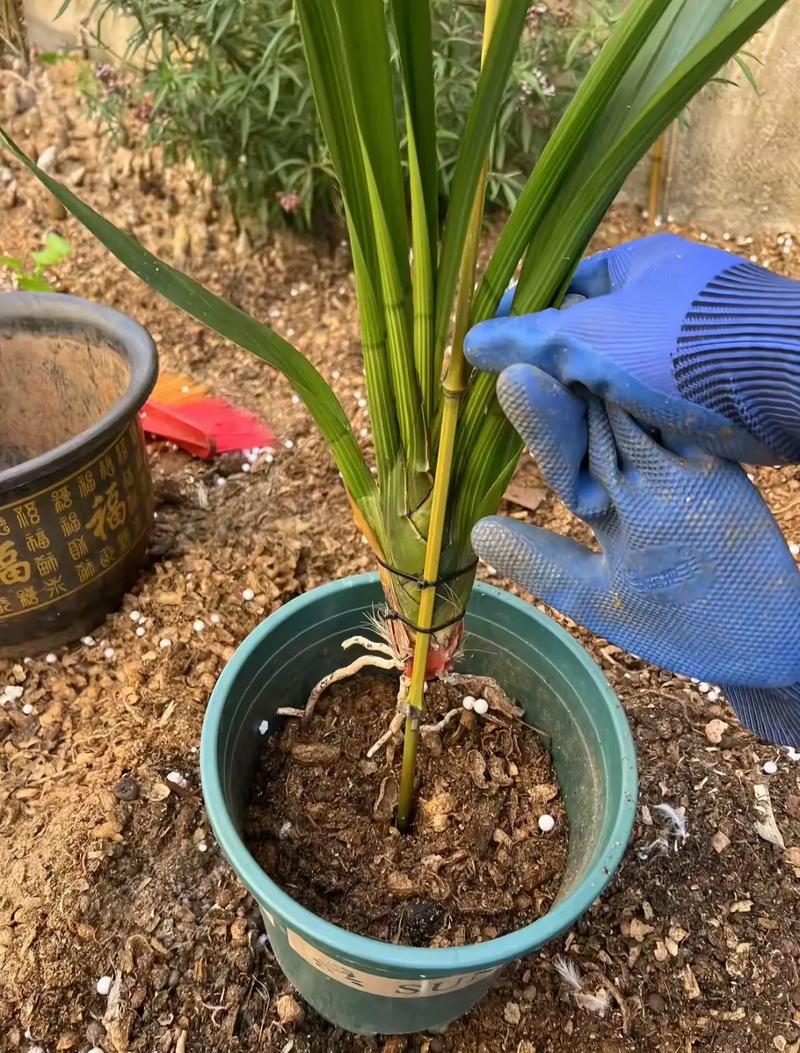 兰花种植技术有哪些关键要点？-图1