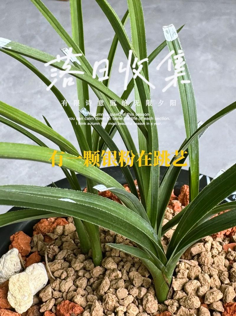 兰花种植技术有哪些关键要点？-图2