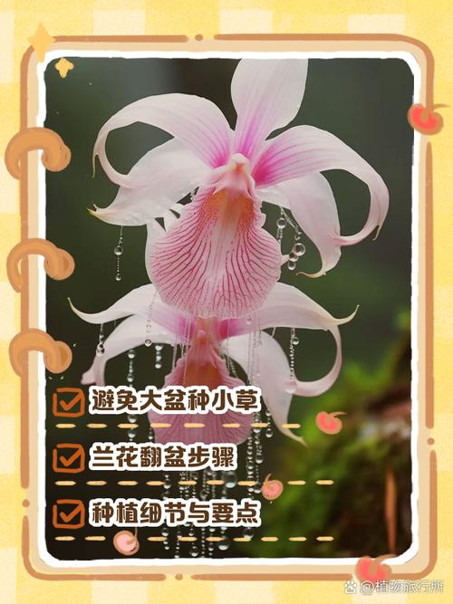 兰花种植技术有哪些关键要点？-图3