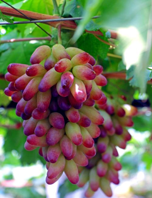 北方种葡萄，哪些品种最适合？-图1