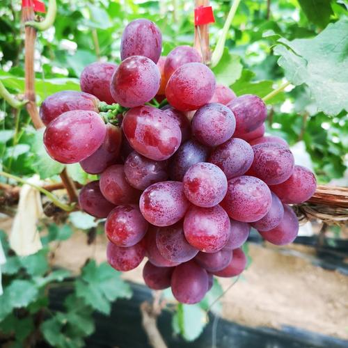 北方种葡萄，哪些品种最适合？-图2