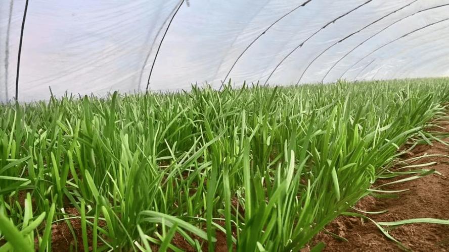 韭菜种植技术免费视频-图3