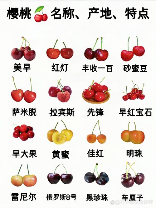 樱桃品种哪个最好？-图1