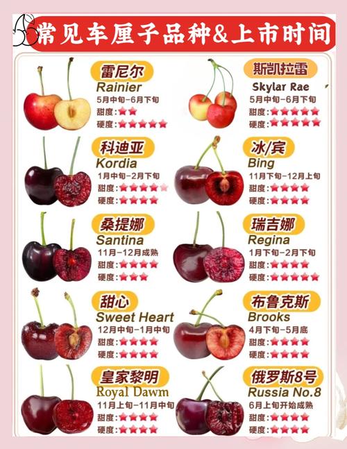 樱桃品种哪个最好？-图2