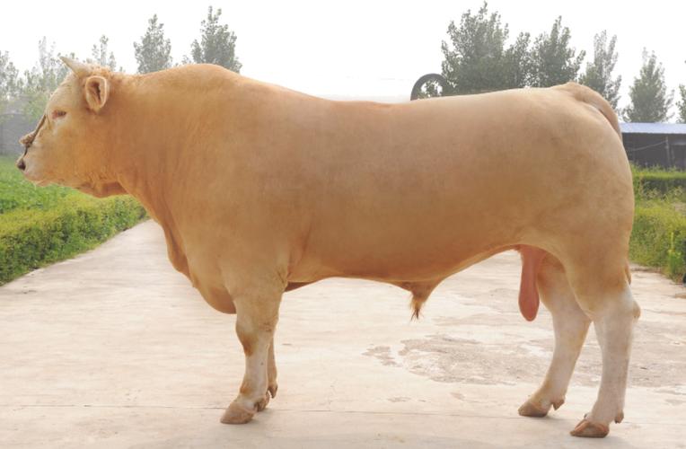 南方养肉牛，哪个品种最合适？-图3