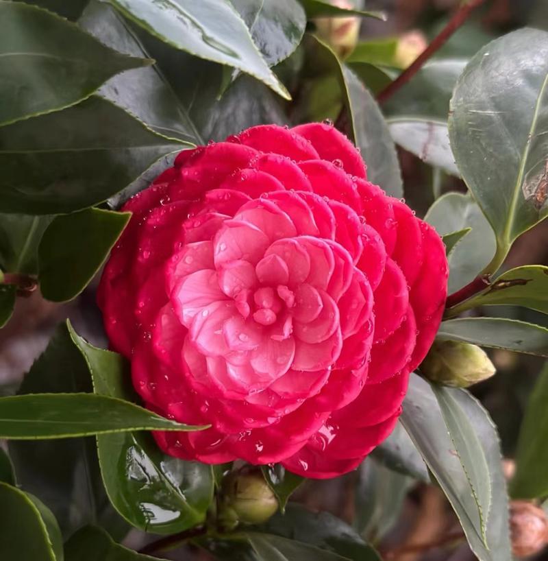 哪种茶花品种最好？看图识花推荐。-图3