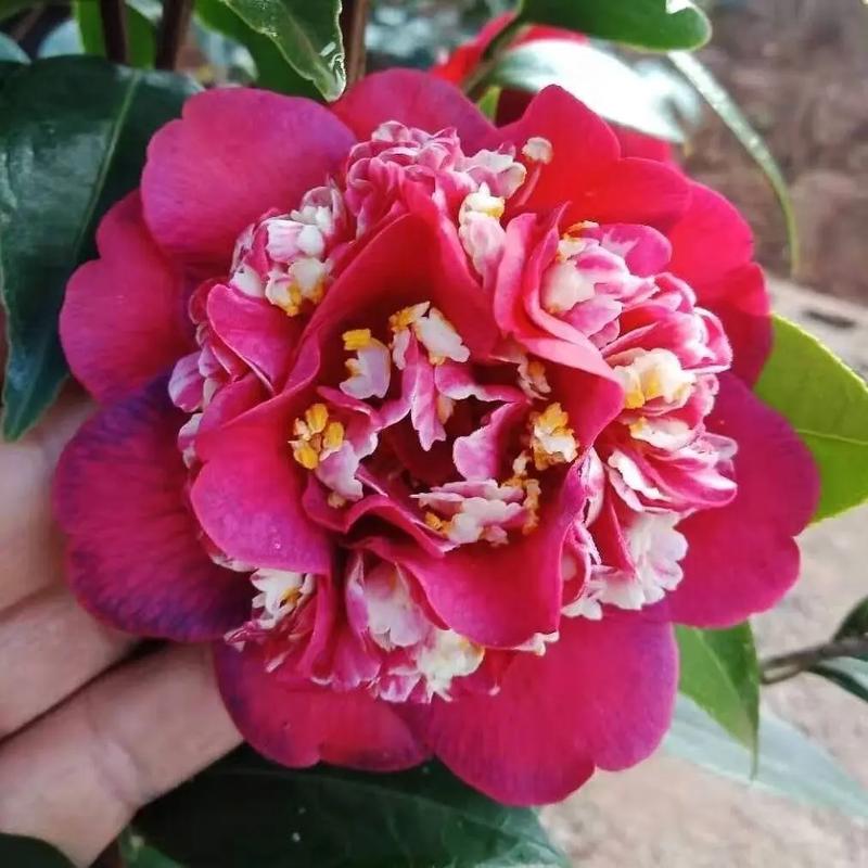 哪种茶花品种最好？看图识花推荐。-图2