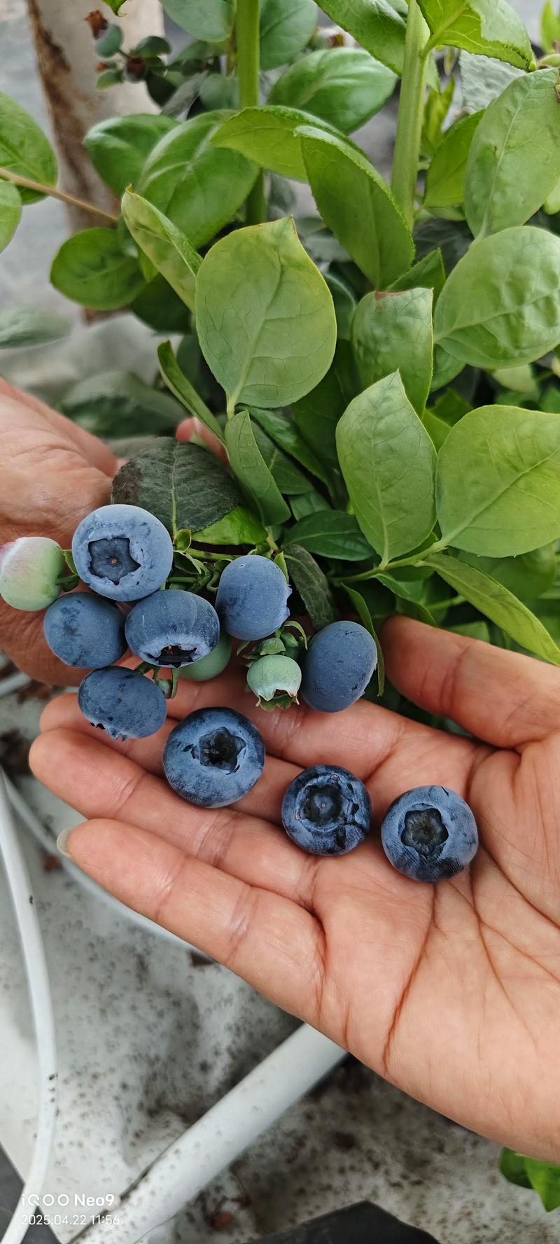 南方蓝莓哪个品种最甜好吃？-图1