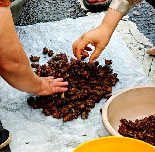 哪里能学到养殖爬拉猴技术？-图2