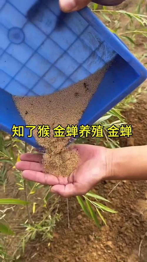 河南人工养殖金蝉技术难点有哪些？-图1