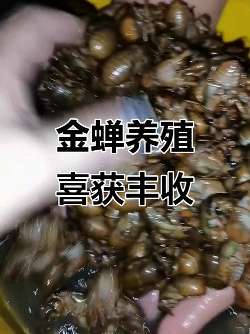 河南人工养殖金蝉技术难点有哪些？-图2