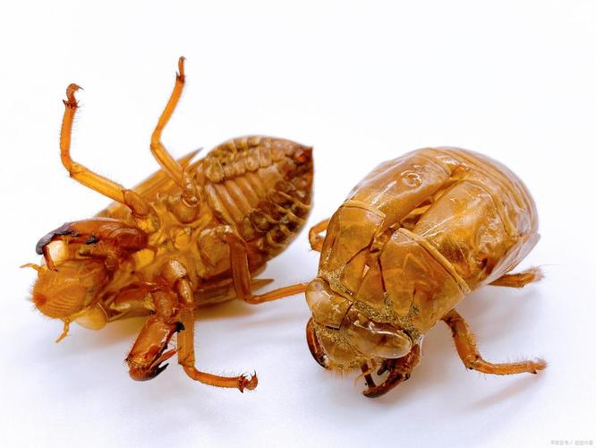 河南人工养殖金蝉技术难点有哪些？-图3