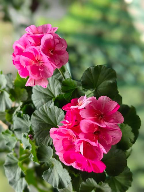 哪些天竺葵品种能多季开花？-图1