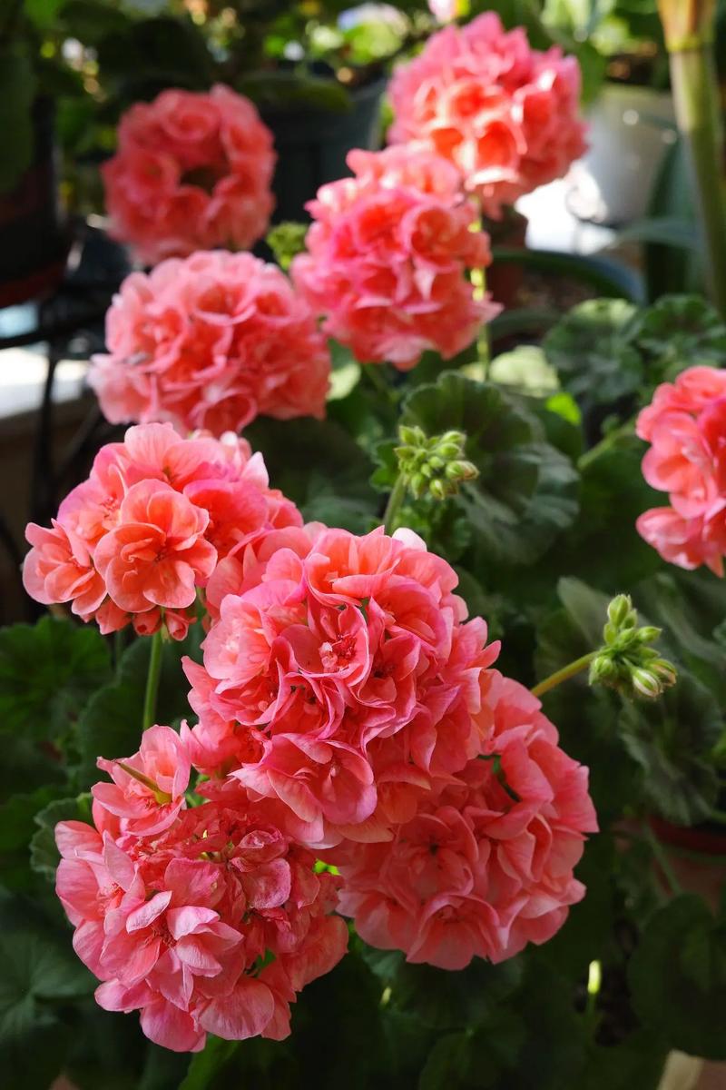 哪些天竺葵品种能多季开花？-图2