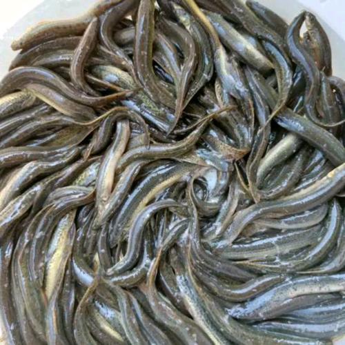 台湾泥鳅2025价格会涨还是跌？-图1