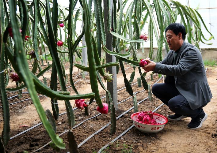 火龙果种植技术视频，关键点有哪些？-图1