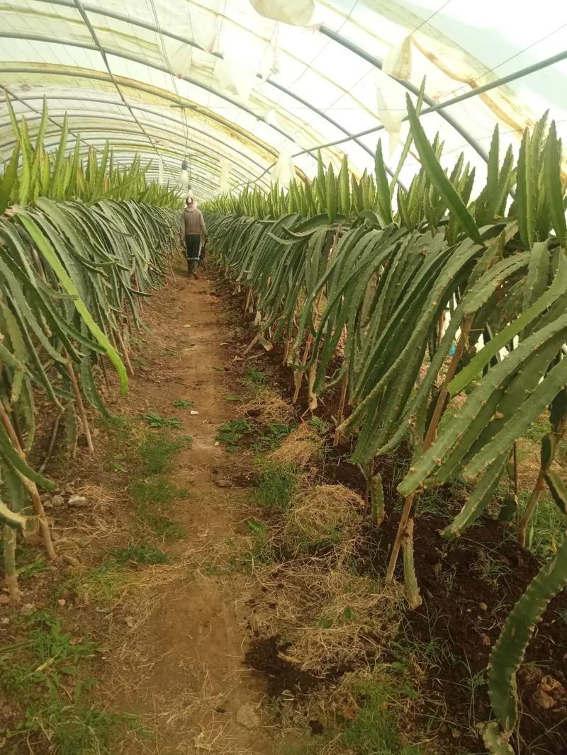 火龙果种植技术视频，关键点有哪些？-图3