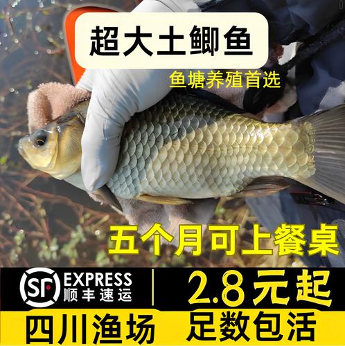 四川鲫鱼养殖技术视频，关键要点有哪些？-图2