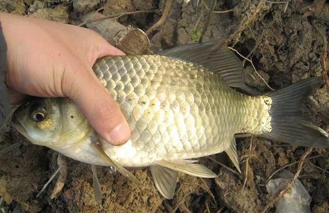 四川鲫鱼养殖技术视频，关键要点有哪些？-图1