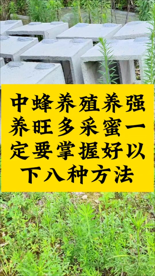 如何快速培育中蜂强群？-图2