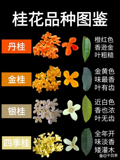 哪种桂花树最香？-图1